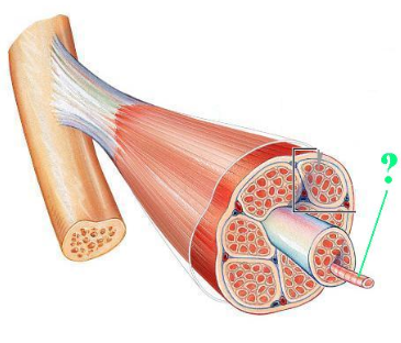 <p><span>Identify the indicated layer of connective tissue.</span></p>