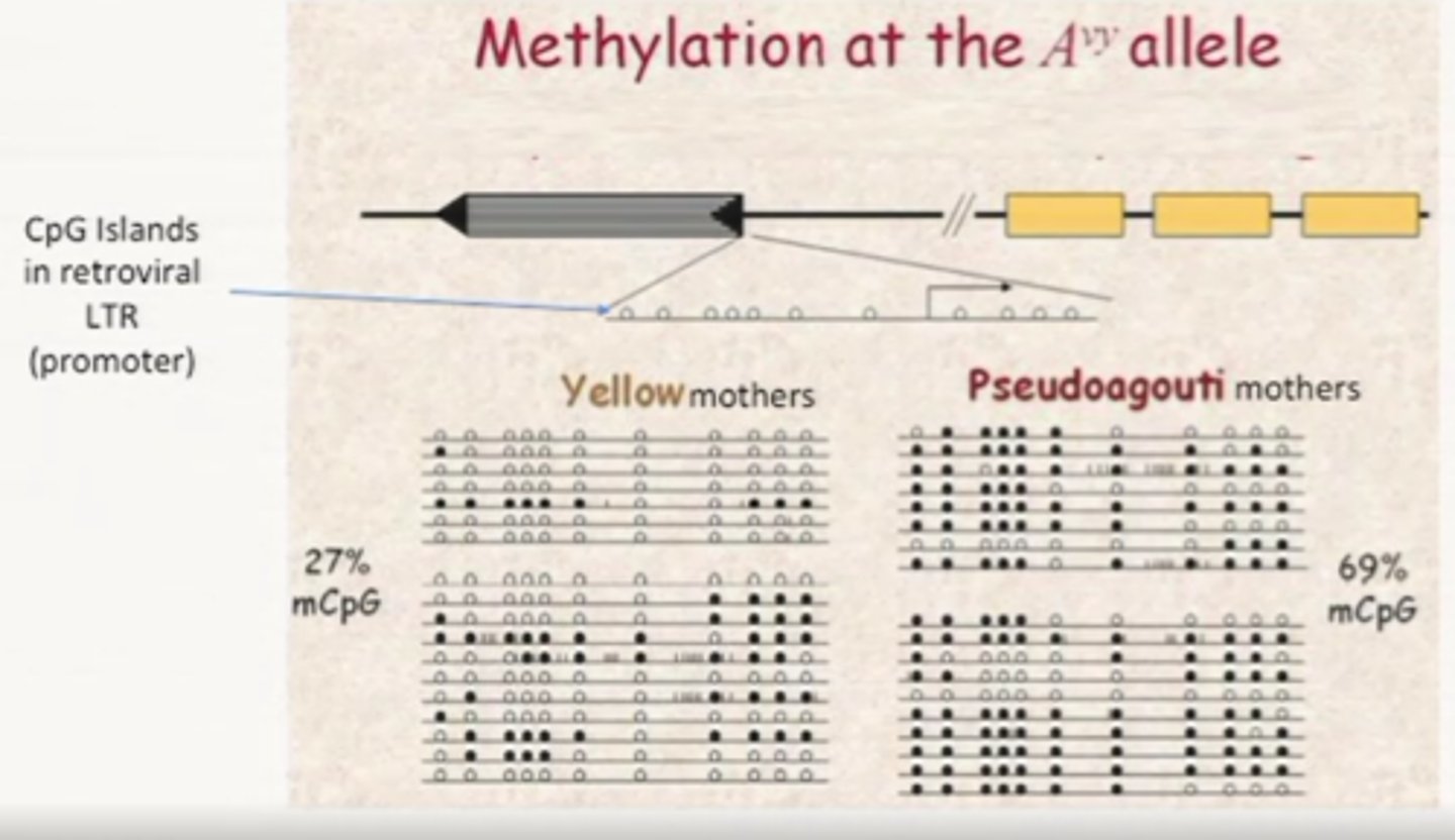 <p>helps scientists see how epigenetics works</p><p>because different methylation levels of this Avy allele cause different coat colors in mice</p>