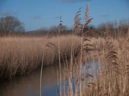 <p>reedbeds</p>