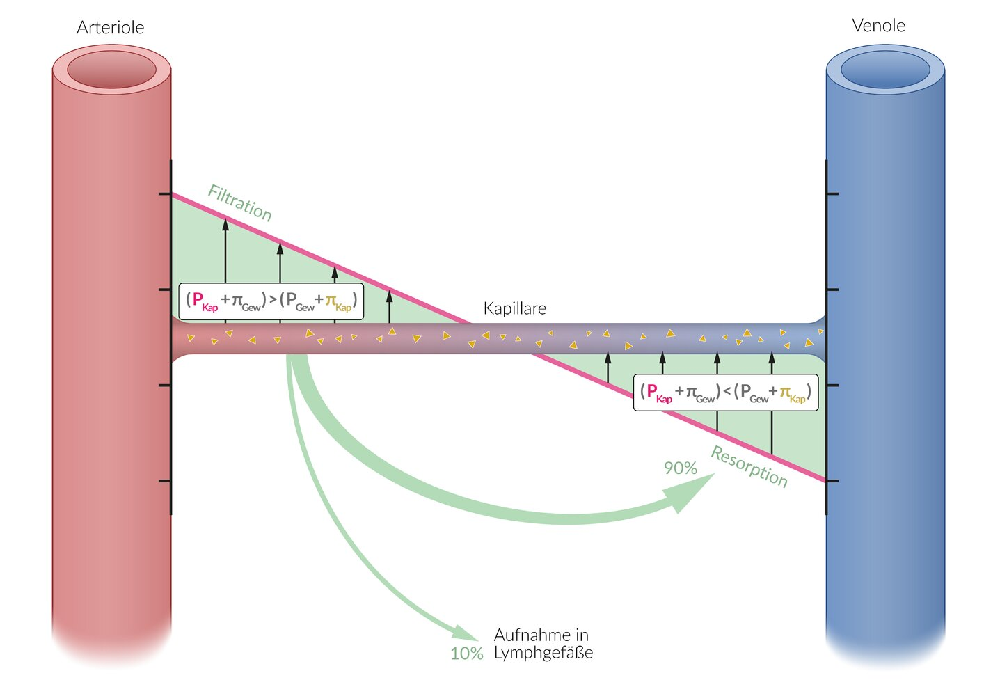 <p>E. Decrease in the colloid osmotic pressure in plasma</p>