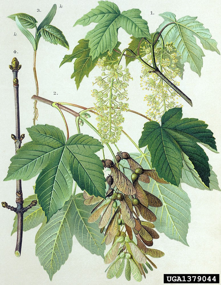 <p>Sycamore Maple <span style="font-family: Calibri, sans-serif">(Acer pseudoplatanus)</span></p>