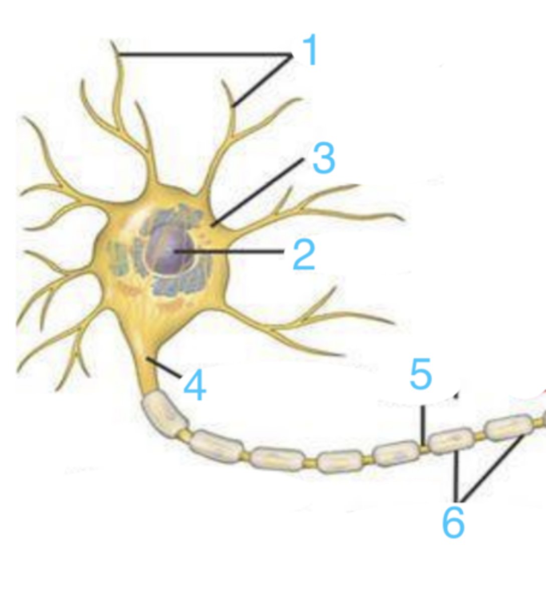 <p>what part of the neuron is 1?</p>