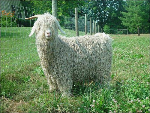 <p>What is this goat breed?</p>