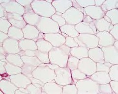 Type: loose 

Location: Under dermis, around the heart and kidneys

Function: energy storage & insulation