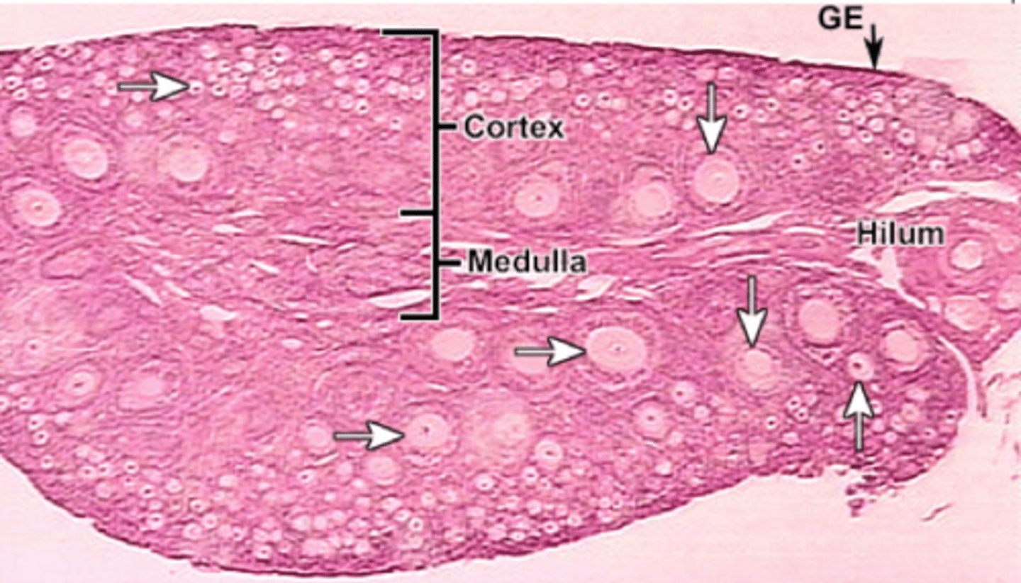 <p>Connective tissue, blood vessels, and nerves</p>