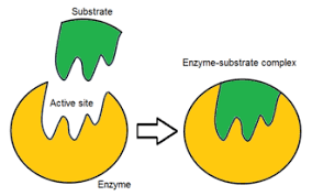 <p>the empty space in an enzyme that the substrate goes into </p>