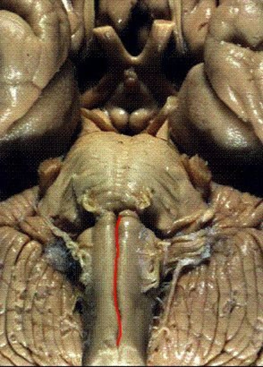 <p>ventral median fissure</p>