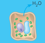 <ul><li><p>the plant cell shrivels and the plasma membrane pulls away from the cell wall</p></li><li><p>occurs in a hypertonic environment </p></li><li><p>can cause wilting or death</p></li></ul><p></p>