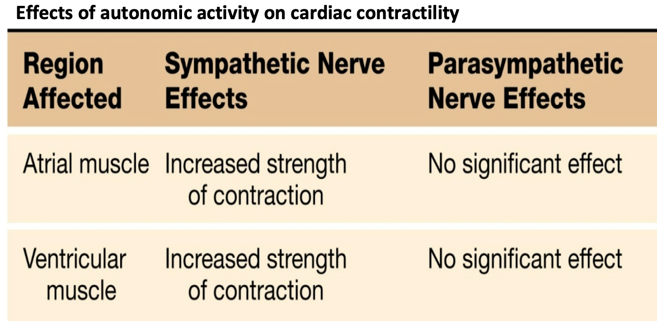 <ol><li><p>Contractility – strength of contraction at any given length</p></li><li><p>Sympathetic norepinephrine and adrenal epinephrine increase contractility:</p><ol><li><p>more force (pressure) for a given filling volume \n beta-1 receptors on cardiac myocytes</p></li><li><p>Steeper response to increased sarcomere length</p></li></ol></li><li><p>Note: there is not a direct effect of parasympathetic stimulation on contractility</p></li></ol>