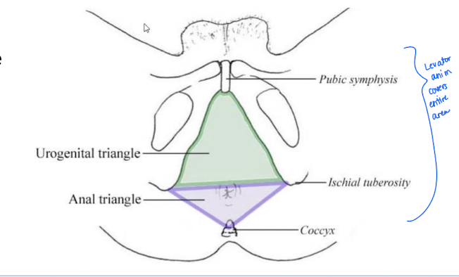 <p>Shallow space below the pelvic diaphragm; diamond-shaped.</p><ul><li><p>subdivided into the anal triangle and urogenital triangle</p><ul><li><p>Levator ani is the muscle covering the triangles</p></li></ul></li></ul><p></p>