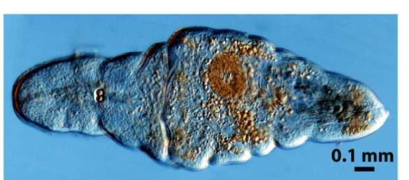 <p>acoelomorphic worms, triploblastic and bilaterally symmetric, lack coelom, small carnivores&nbsp;</p>