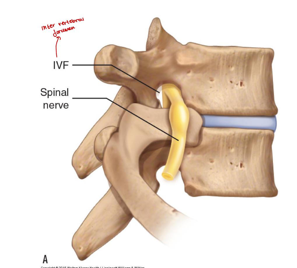<p>what is the intervertebral foramen </p>