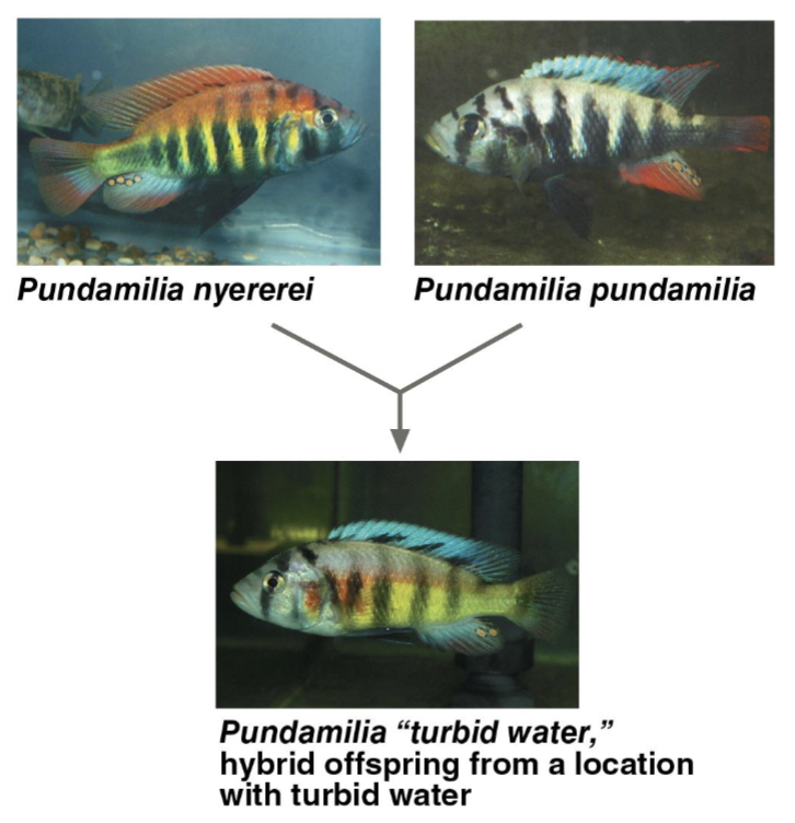 <p>Fusion</p>