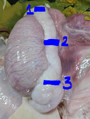 <p>In this boar testes, give the parts of the epididymis in order 1-2-3</p>