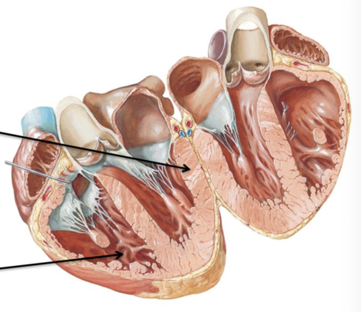 <p>Cardiac muscle.</p>