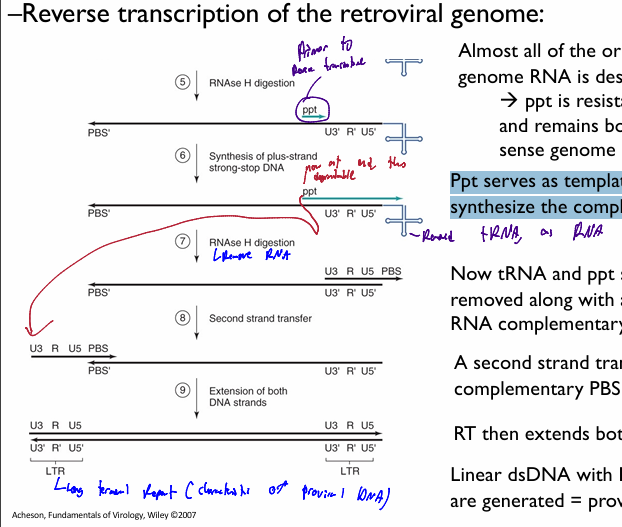 <ol><li><p>Cellular tRNA bound to PBS used as primer → DNA copy of U5 &amp; R</p><ul><li><p>makes (-) DNA strand for begining region</p></li><li><p>DNA-RNA hybrid on 5’end of original genomic DNA</p></li></ul></li><li><p>RNAse H digestion targets DNA-RNA hybrid; resulting in only the RNA region being degraded → leaves DNA copy of U5 &amp;R and tRNA primer</p></li><li><p><strong>first strand transfer. </strong>The 5’ R section compliments te 3’ R section. Thus the (-) U5 and R DNA segementt attach to the 3’ end with the tRNA</p><ul><li><p>DNA copy anneals to 3’ end R sequence</p></li></ul></li><li><p>reverse transcriptase makes a full-length (-) sense DNA genome copy</p><ul><li><p>r<strong>esuling U3-R-U5 sequence is a long terminal repeat = LTR</strong></p><ul><li><p><span>a pair of identical sequences of </span>DNA<span>, several hundred </span>base pairs<span> long, flank genes/pseudogenes/viral dna. forms a </span>retrotransposon<span> or an </span>endogenous retrovirus<span> or a </span>retroviral<span> </span>provirus</p></li><li><p><span>Typically, an element flanked by a pair of LTRs will encode a </span>reverse transcriptase<span> and an </span>integrase<span>, allowing the element to be copied and inserted at a different location of the genome</span></p></li></ul></li></ul></li><li><p>RNAse H digestion removes <strong>almost all </strong>original RNA genome template, <strong>exceptt ppt (as it was in middle of sequence</strong></p></li><li><p>Ppt serves as template for RT to synthesize a complementary strand to tthe 3’ end of the made (-)DNA genome </p><ul><li><p>results in DNA RNA hybrid at the 3’ end (-) DNA stand</p></li></ul></li><li><p>RNAse digest ppt &amp; tRNA, leaving only U3-R-U5 PBS (+) RNA genome</p></li><li><p>Second strand transfer→ the PBS (+) moves and annealls to the PBS (-) </p></li><li><p> RT then extends both DNA strands</p></li><li><p>Linear dsDNA with LTRs on both ends are generated = proviral DNA</p></li></ol><p></p>