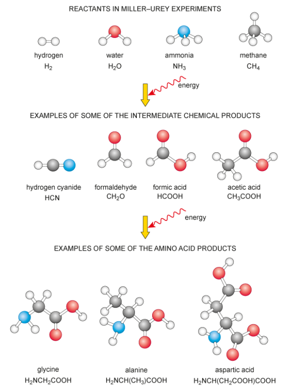 <p><span>Subjected a mixture of water vapour, methane, ammonia and hydrogen gases to high temperatures and electrical discharges (to mimic lightning, a source of energy). Several different organic compounds, including amino acids, were detected at the end of the experiment (Figure&nbsp;1.3).</span></p>