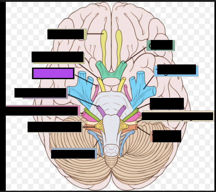 <p>IV. Nerve that affects eye movement via the superior oblique muscle</p>