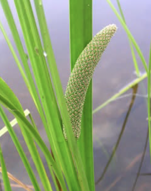 <p>2-3’</p><p>may-july</p><p>iris like Ivs, shallow</p><p>Grass-like wetland plant with fragrant, iris-like foliage and greenish summer blooms.</p>