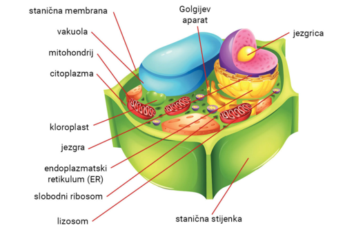 <p>postanak eukariotske stanice</p>