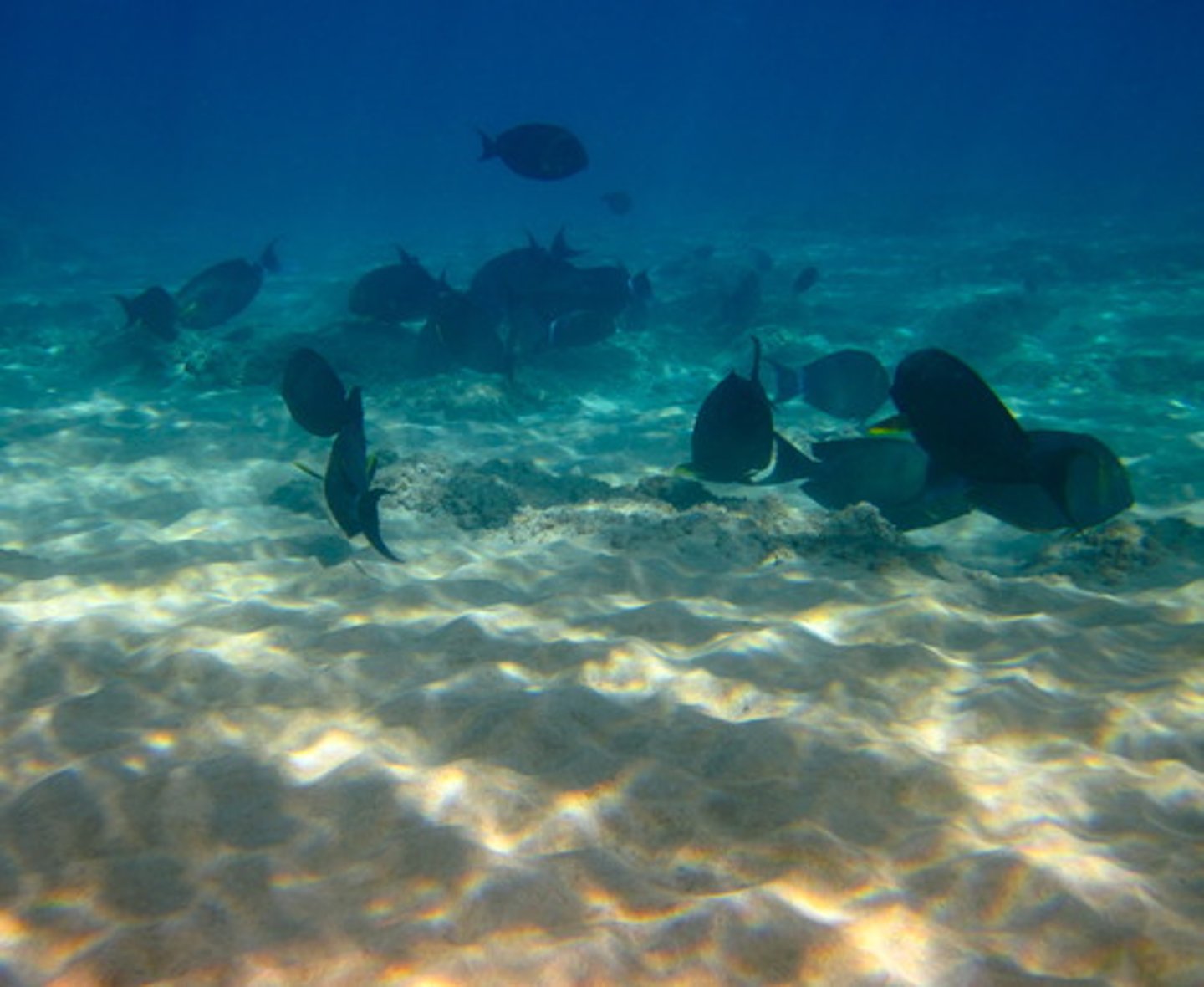 <p>When planktonic organisms die, the nutrients contained are carried to the seafloor.</p><p>This may reduce nutrient availability in the surface photic layer, so future biological productivity is reduced.</p>