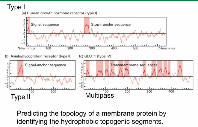 <ul><li><p>Graphic representation of all amino acids on polypeptide</p></li><li><p>Left —> Right on X axis&nbsp;</p><ul><li><p>Amino acids from N to C-terminus</p></li></ul></li><li><p>y axis: hydrophobicity of each amino acid&nbsp;</p></li><li><p>Cluster of hydrophobic residues (peaks) represent topogenic sequences</p></li></ul><p></p><p>Type I</p><ul><li><p>Hydrophobic peak at N-terminus </p></li><li><p>Typical for an ER signal sequence&nbsp;</p></li><li><p>Middle is another strong hydrophobic peak</p><ul><li><p>Represents STA sequence&nbsp;</p></li></ul></li></ul><p></p><p>Type II</p><ul><li><p>No hydrophobic sequence at N-terminus </p></li><li><p>Single hydrophobic peak representing SA sequence&nbsp;</p></li></ul><p></p><p>Differentiating between Type II / III</p><ul><li><p>Type II have longer N-terminus </p></li><li><p>Amino acids before SA sequence is also an indicator</p><ul><li><p>(+) on N-terminal side suggest type II&nbsp;</p></li><li><p>(+) on C-terminal side suggests type III</p></li></ul></li></ul><p></p><p>Multipass Protein&nbsp;</p><ul><li><p>Multiple hydrophobic peaks throughout </p></li><li><p>Suggests multiple topogenic sequences</p></li><li><p>Amount of peaks = amount of sequences = amount of passes through membrane&nbsp;</p></li></ul><p></p>