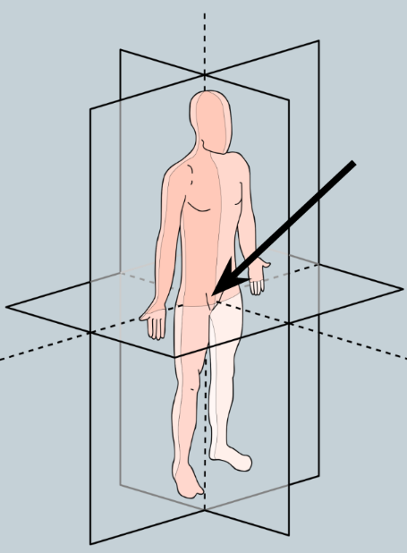 <p>the point where the median, frontal, and transverse planes all intersect</p>