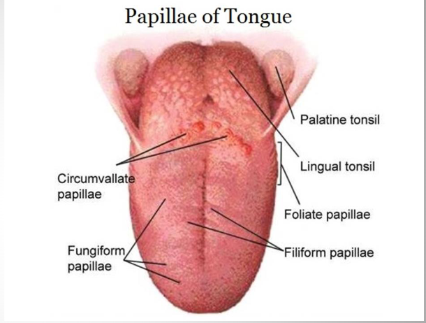 <p><span>mushroom shaped structures with deep furrow surrounding it</span></p><p><span>Largest papilla on the tongue</span></p><p><span>Location: back of the tongue and arranged in a "V" pattern</span></p>