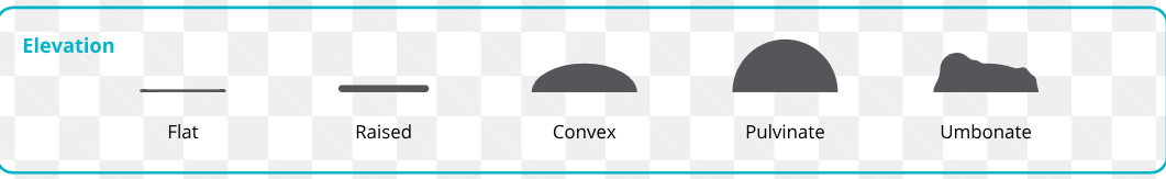 <p>flat; raised; convex; pulvinate (very convex); umbonate (raised in center)</p>