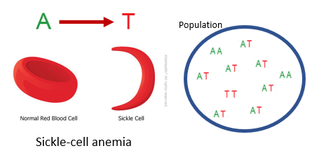 <p><span><span>One of the most famous examples of a SNP that persists as genetic variation in human populations is a single nucleotide change from an A to a T at a locus on chromosome 11. </span></span></p><p>People with two T alleles develop sickle-shaped red blood cells that carry oxygen poorly, causing sickle-cell anemia.</p><p> However, in regions with high malaria rates, the T allele is more common because both homozygous and especially heterozygous individuals (with one T and one A allele) are more resistant to malaria. This protective effect explains why the T allele remains prevalent despite its harmful effects.</p><p></p>
