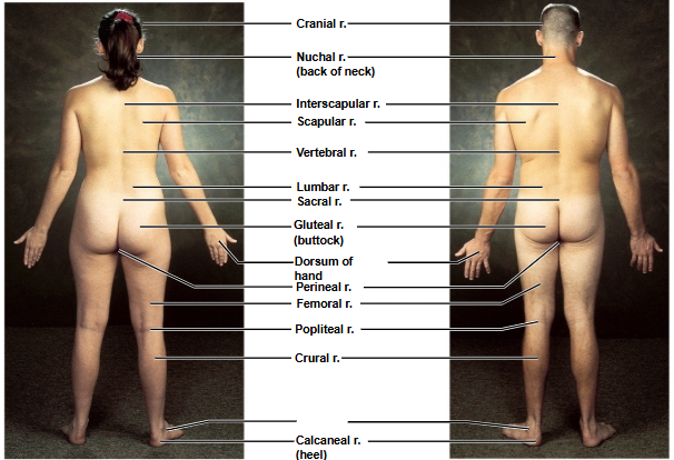 <p>Based on this posterior view, what is this region?</p>