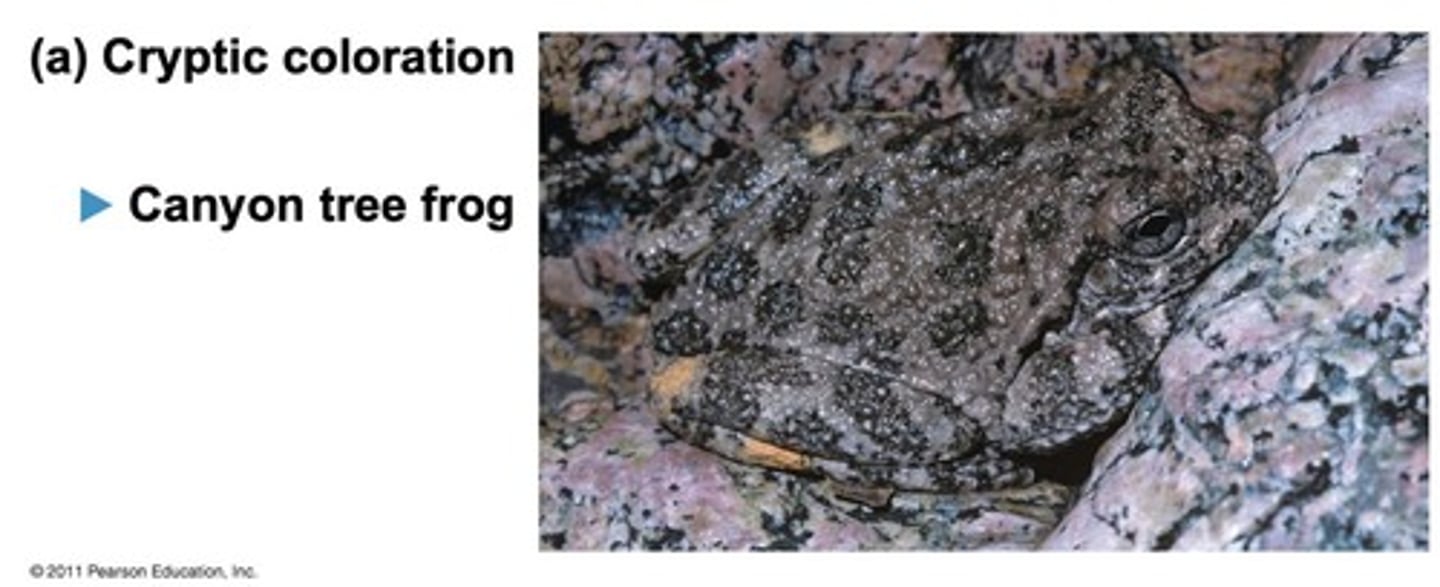 <p>Camouflage that makes prey difficult to spot.</p>