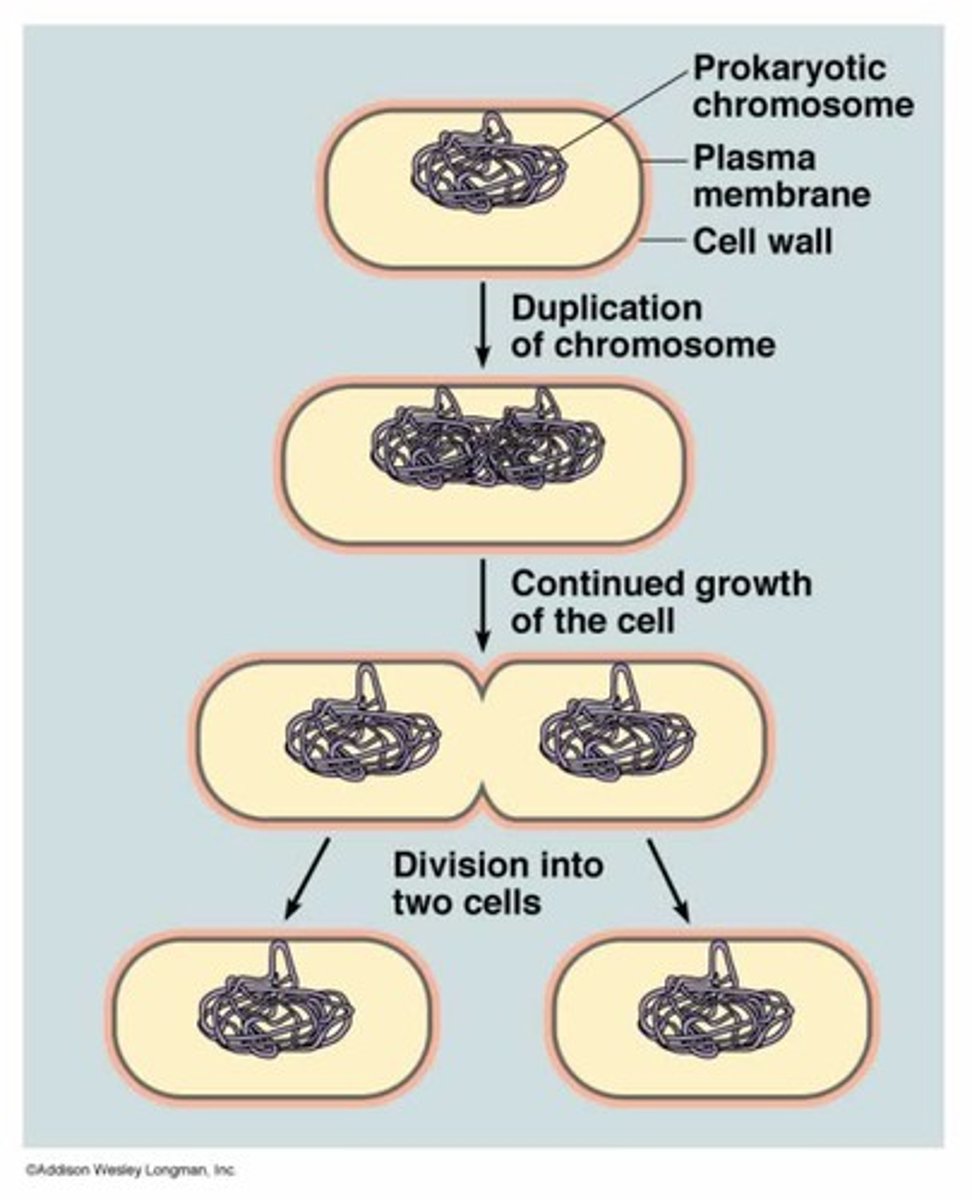 <p>Asexual reproduction (for primarily prokaryote cells), where a cell divides into two identical daughter cells after replicating its genetic material.</p><p>-DNA replicates semi conservatively (plasmid duplicates)</p><p>-2 DNA loops attach to the membrane</p><p>-membrane elongates and pinches off (cytokinesis) forming 2 seperate cells</p>