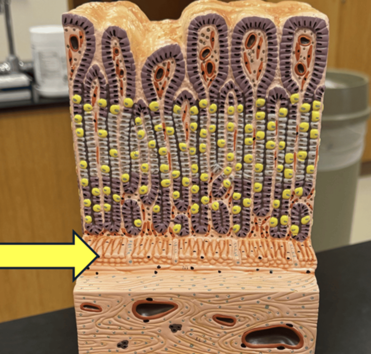 knowt flashcard image