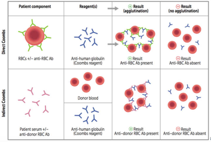 <p>looks for antibodies with specificity to red cell antigens in patient and donor samples</p>