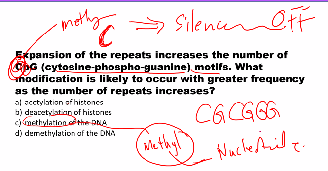 <p>C) </p><p>methylation SILENTS the gene. </p>