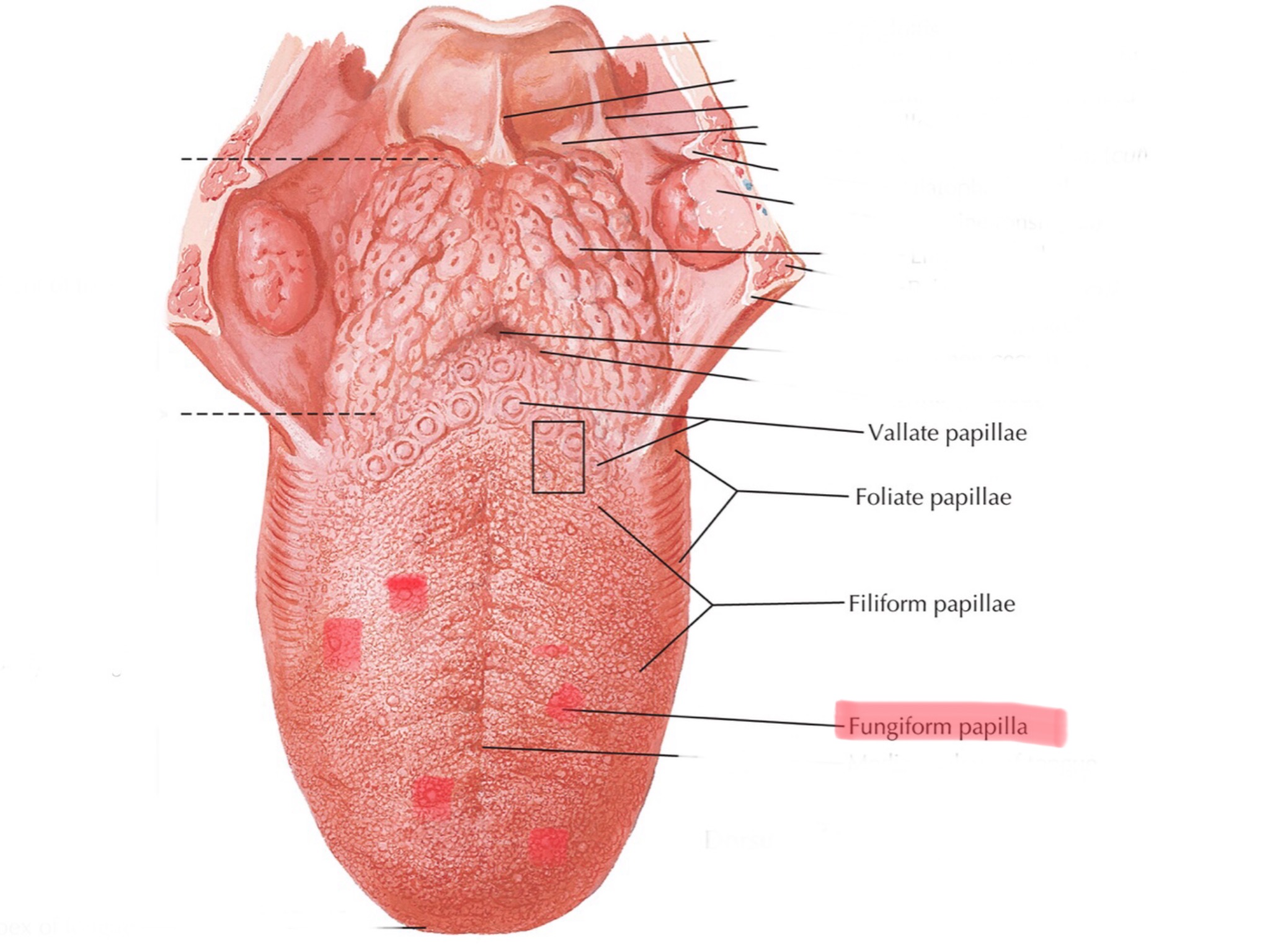 knowt flashcard image