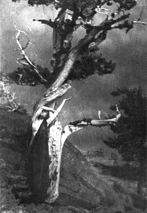 term image