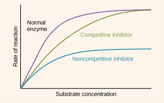 <p>Non-competitive inhibitors do not compete with the substrate to bind to the enzyme; instead, it binds to the allosteric site to change the shape of the active site. Therefore, increasing substrate concentration will not impact whether or not the non-competitive inhibitor binds to the allosteric site and prevents the substrate from binding to the active site for a reaction. </p><p>Conversely, competitive inhibitors do compete with the substrate to bind to the enzyme’s active site. Increasing substrate concentration decreases the chance for the inhibitor to inhibit the reaction, so there is a greater effect on reaction rate. </p><p>Although increasing substrate concentration for non-competitive inhibitors does increase the rate of reaction for the enzymes that are not inhibited, it does not have as large of an effect than for competitive inhibitors because the non-competitive inhibitors themselves are not impacted by the substrates. </p>