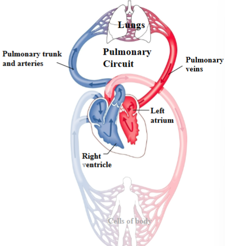 <p><span style="background-color: transparent;"><span>Route between heart &amp; lungs that allows blood to pick up oxygen.</span></span></p><p><span style="background-color: transparent;"><span>Right ventricle of heart → Pulmonary trunk and arteries → Lungs → Pulmonary veins → Left atrium of heart</span></span></p>