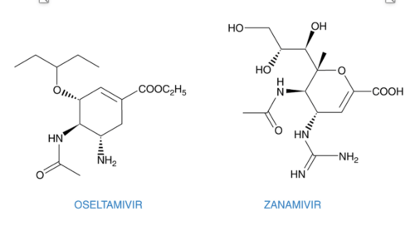 <p><strong>Oseltamivir</strong> and zanamivir are neuraminidase inhibitors that inhibit virus release from infected cells</p>