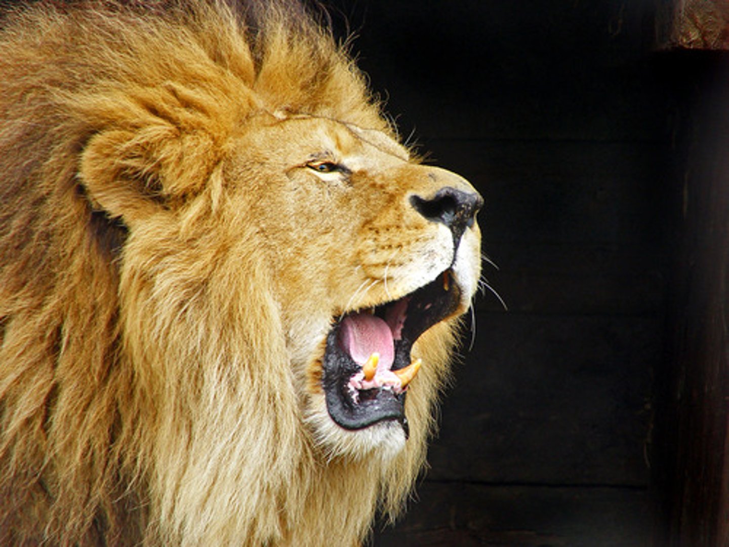<p>the lion</p>
