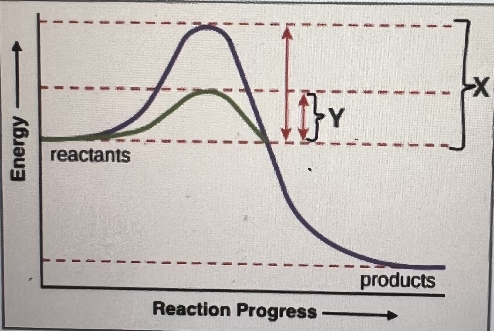 <p>In the graph below, what might cause a reaction that normally proceeds through the path of Y to change to proceed through the path of X?</p>