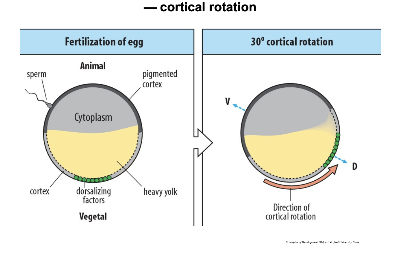 <ol><li><p>Environmental stimulus→ <strong>Entry of the sperm</strong></p></li><li><p>triggers mechanism→ rotates the <strong>cortical</strong> cytoplasm 30 degrees away from sperm entry</p></li><li><p>vegetally located transcipts like <strong>Wnt11</strong> are <strong>shifted away </strong>from entry point</p></li><li><p>Asymmetric redistribution→ sets future <strong>dorso-ventral</strong> axis</p><ul><li><p>How?→ through the overlaying of the different signals</p></li></ul></li></ol><ul><li><p>dorsalising signals→ cortex is just inside the cytoplasm</p></li><li><p>but the vegt does not move</p></li><li><p>roates to be opposite side from where sperm enter</p></li></ul><p></p>