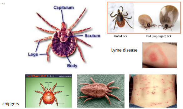 <p>Order Acari</p><ul><li><p>Cephalothorax and abdomen fused</p></li><li><p>Mouthparts on capitulum</p></li><li><p>Free-living or parasitic on plants and animals</p></li><li><p>Important disease vectors in humans (Lyme disease, Rocky Mountain Spotted Fever)</p></li></ul><p></p>
