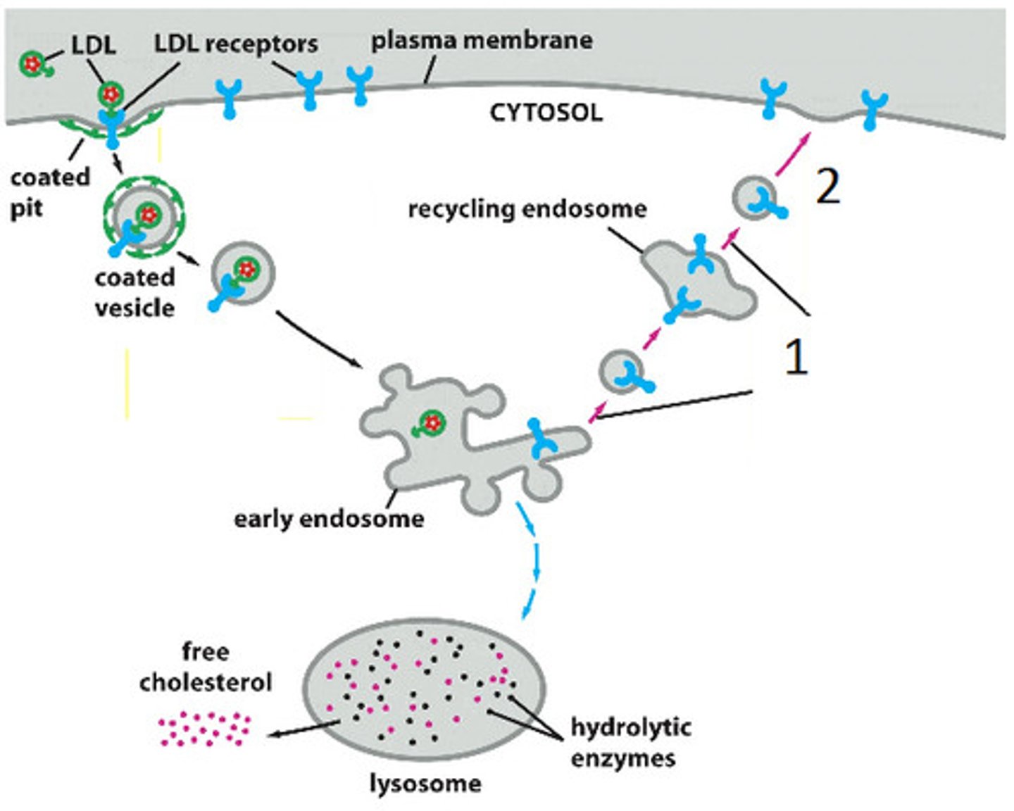 <p>1. Receptor is activated by molecule of compatible shape; 2. ATP used to modify clathrin protein to make "pits" in plasma membrane; 3. Big pit created with ECF fluid, plasma membrane joins to create closed vesicle with receptor inside; 4. Clathrin is recycled; 5. Vesicle breaks in two, one with receptor recycled and other (called endosome) which contains ligand goes to lysosome or Golgi for processing</p>