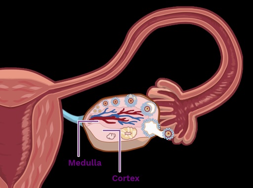 <p><em>Ovary Gross Regional Anatomy</em></p><p><span>--numerous vessels enter here</span></p><p>–central region</p>