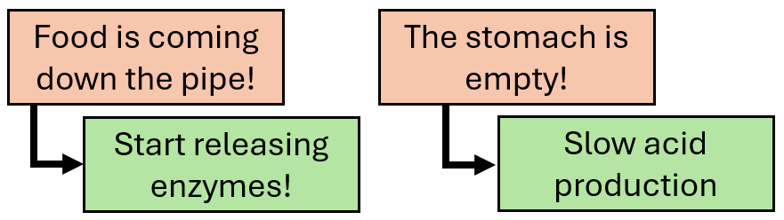 <p>turned on and off</p><ul><li><p>the enteric NS controls this</p></li></ul><p></p>