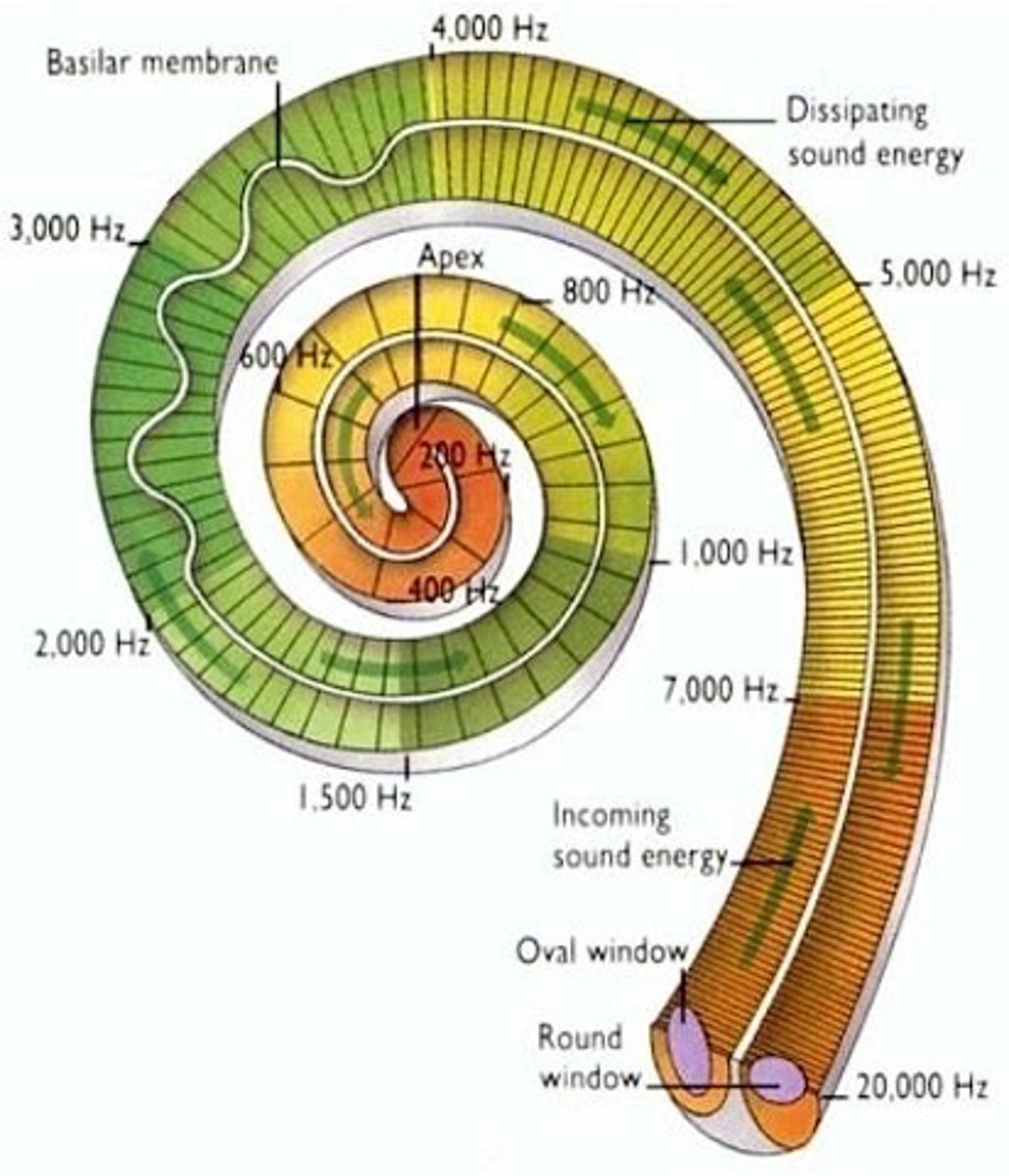 <p>The receptor is selective for ____ type of ___________ ______</p>