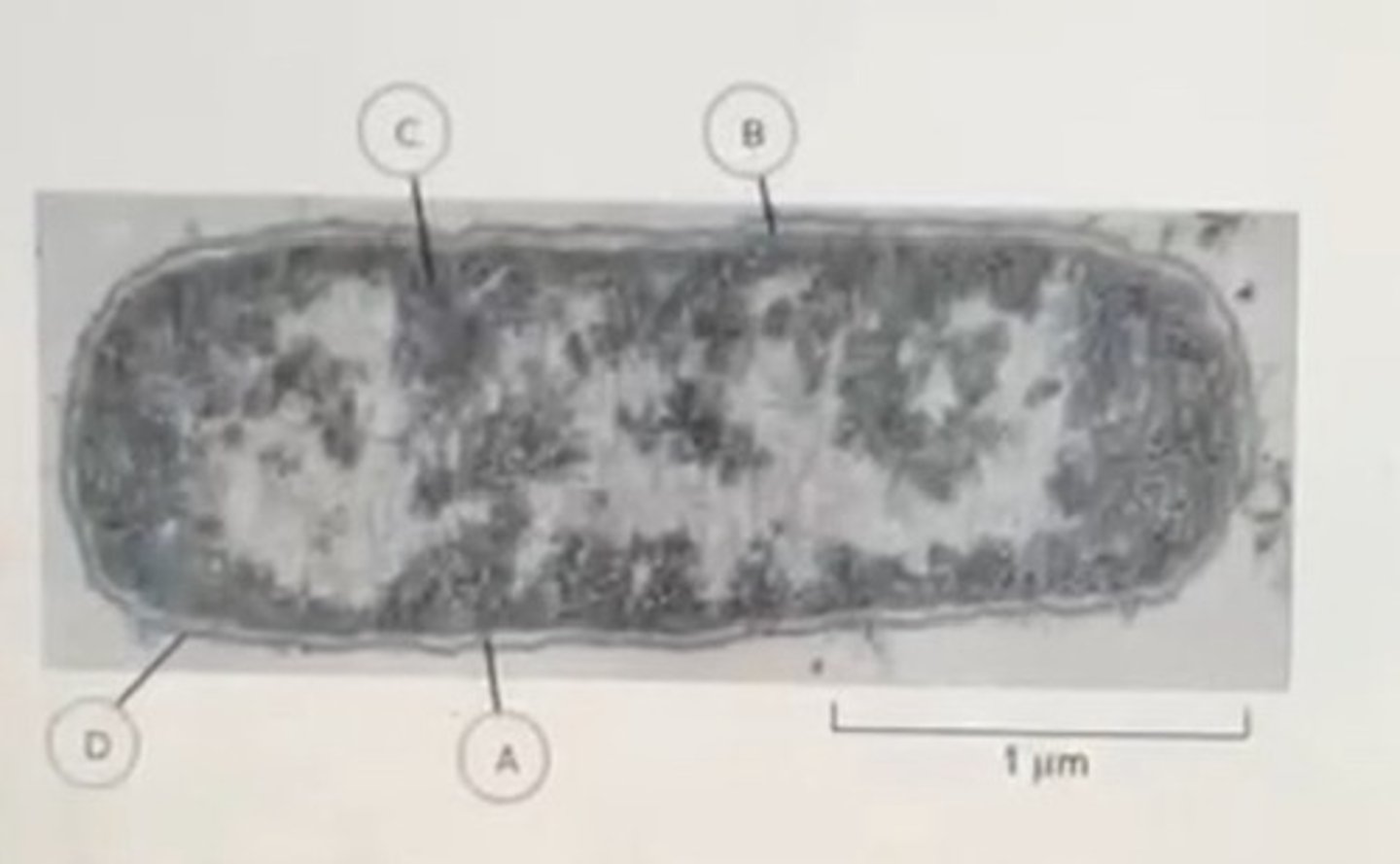 <p>Cell wall, inner membrane, cytoplasm, outer membrane</p>